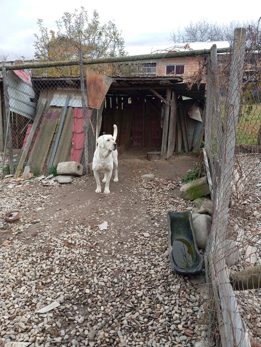 Femelă disponibilă