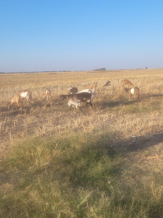 Vând iedute fatate în ianuarie