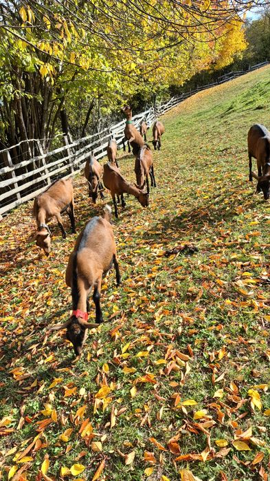 Vând 3 capre Alpine cu acte