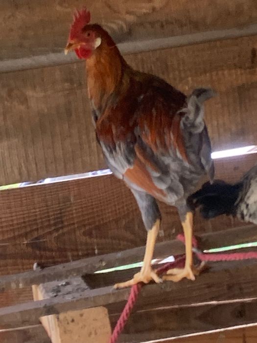 Cocosi Leghorn si playmontrok