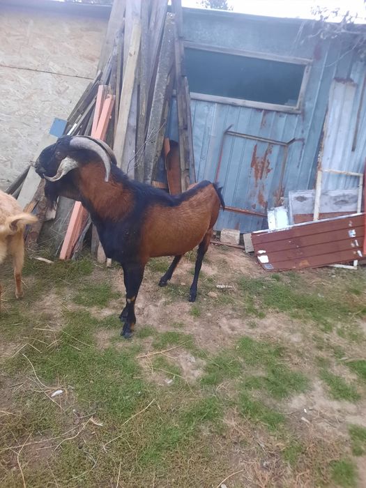 Vînd sau schimb cu purceii