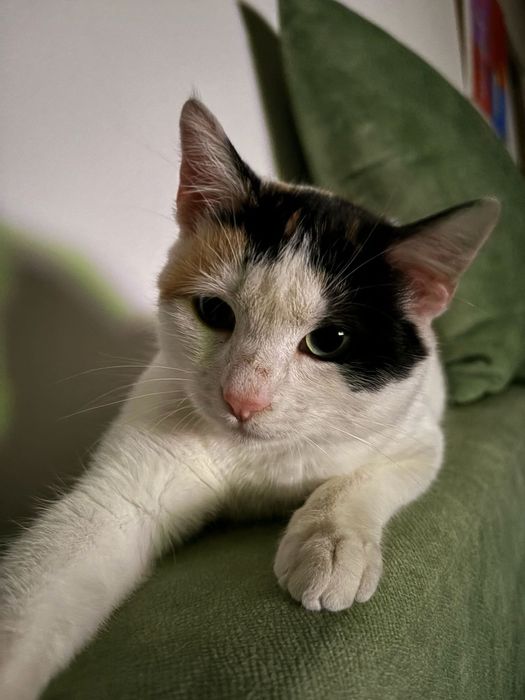 Pisicuta fetita, 6 luni, pentru adoptie Bucuresti-Ilfov