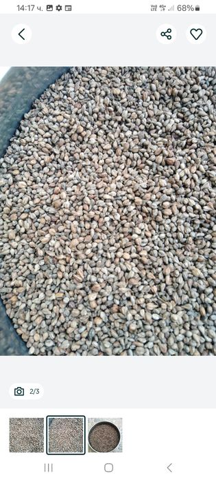 Гроздови семки. Добре изчистени. Добър антиоксидант