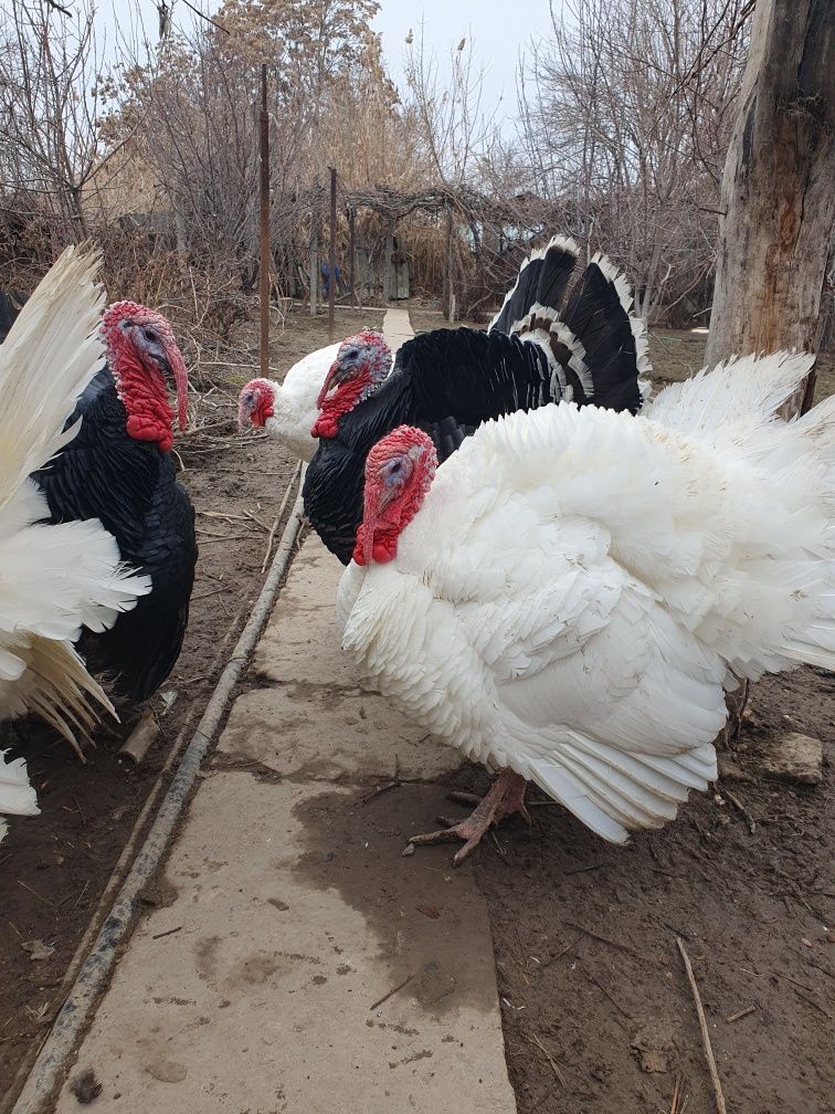 ПРОДАЖА Птица индюки