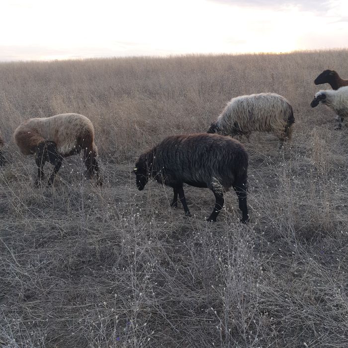 Oi carabase sănătoase de talie mare
