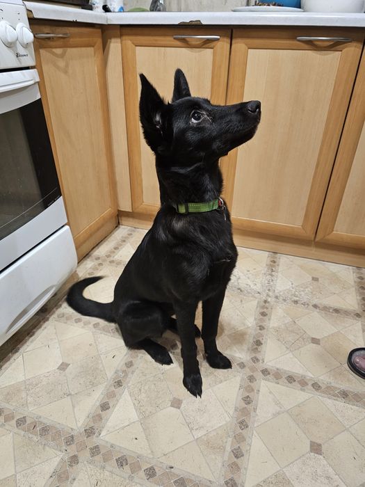 Отдаётся собака, собака ищет дом