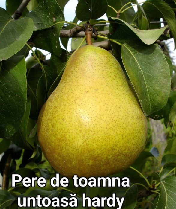 Pomi fructiferi diferite soiuri  plante ornamente  și  vită de vie