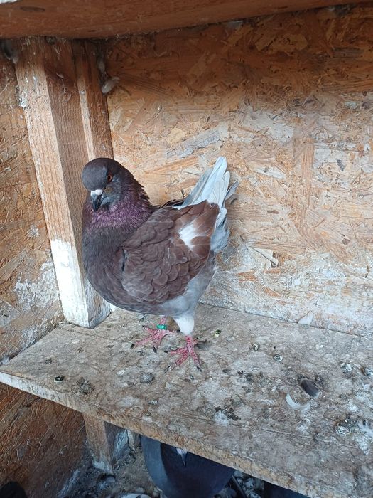 Porumbei King de vanzare