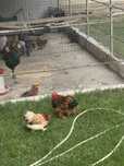 Cochincina pitic