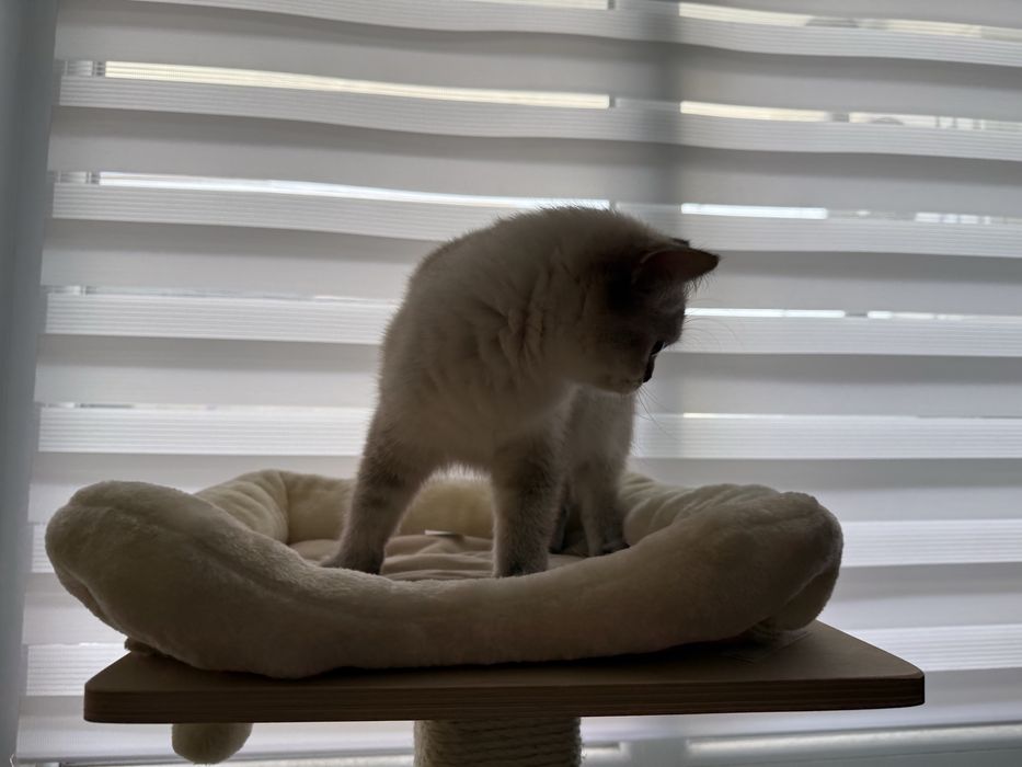 Британска късокосместа колор пойнт