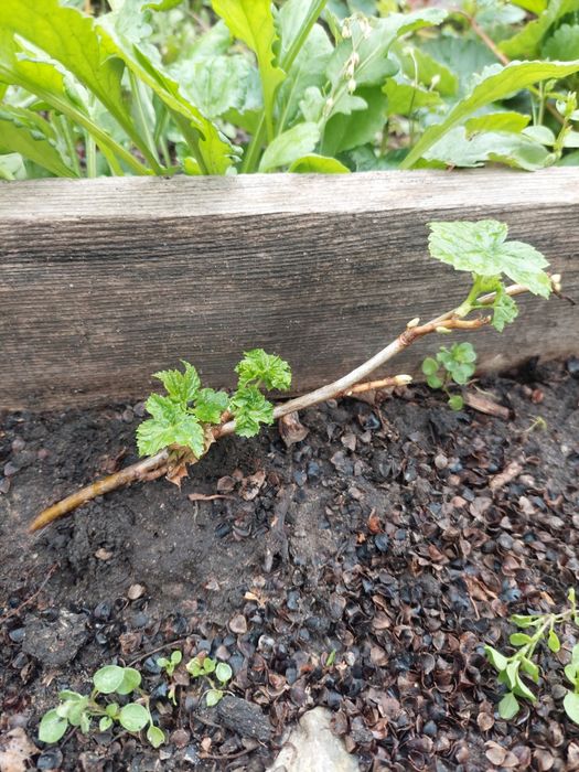 Сортовая смородина