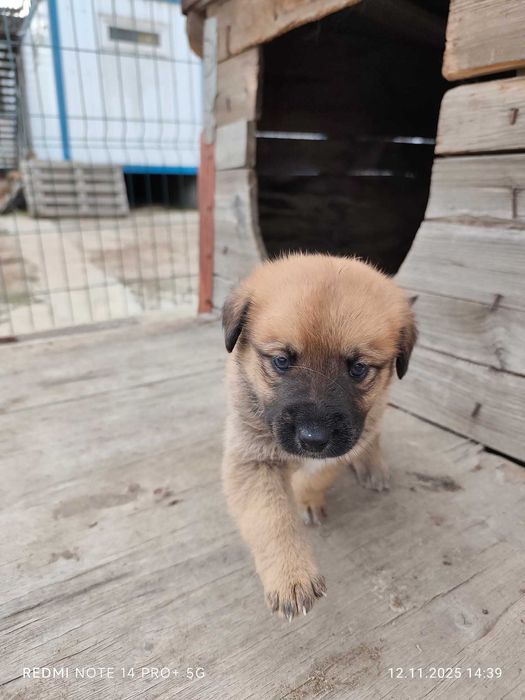 Подарявам бебета кученца