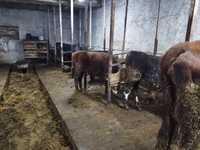 Продам бычков 9 месячные стоят на откорме месяц