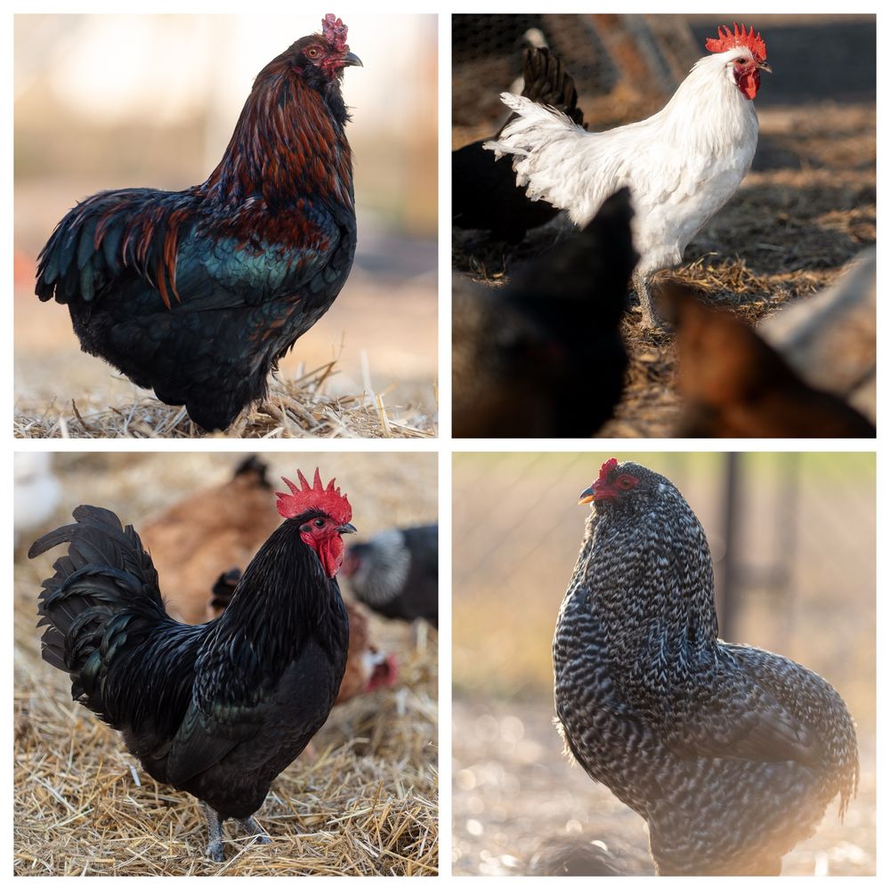 Oua incubat - araucana ameraucana oliver bresse marans orloff leghorn