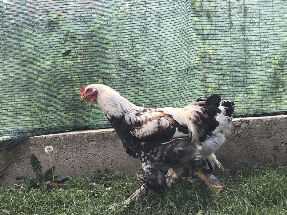 Cocosi brahma tineret 2025 vand sau schimb cu cereale