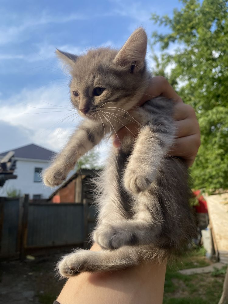 отдам котят даром!