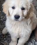 Golden Retriever cu pedigree