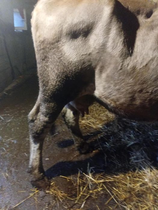 Vând vaca de 4 ani gestanta din august