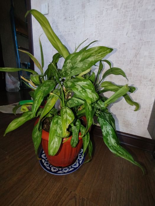 Цветы комнатные,домашние