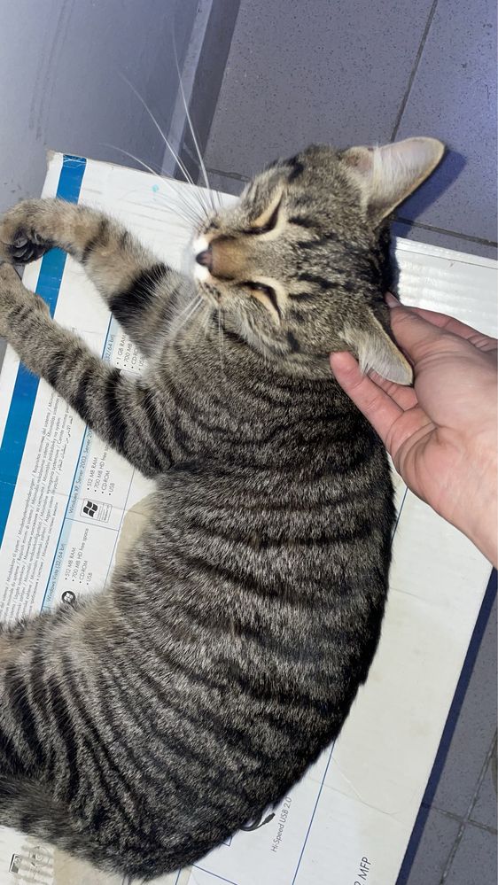 Ласковый Котёнок Даром !!!
