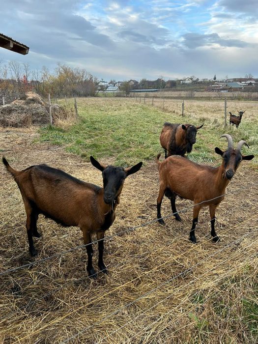 Vand capre si iedite