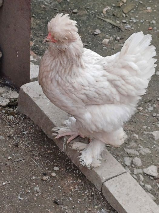 Vând cocosi si găini motate