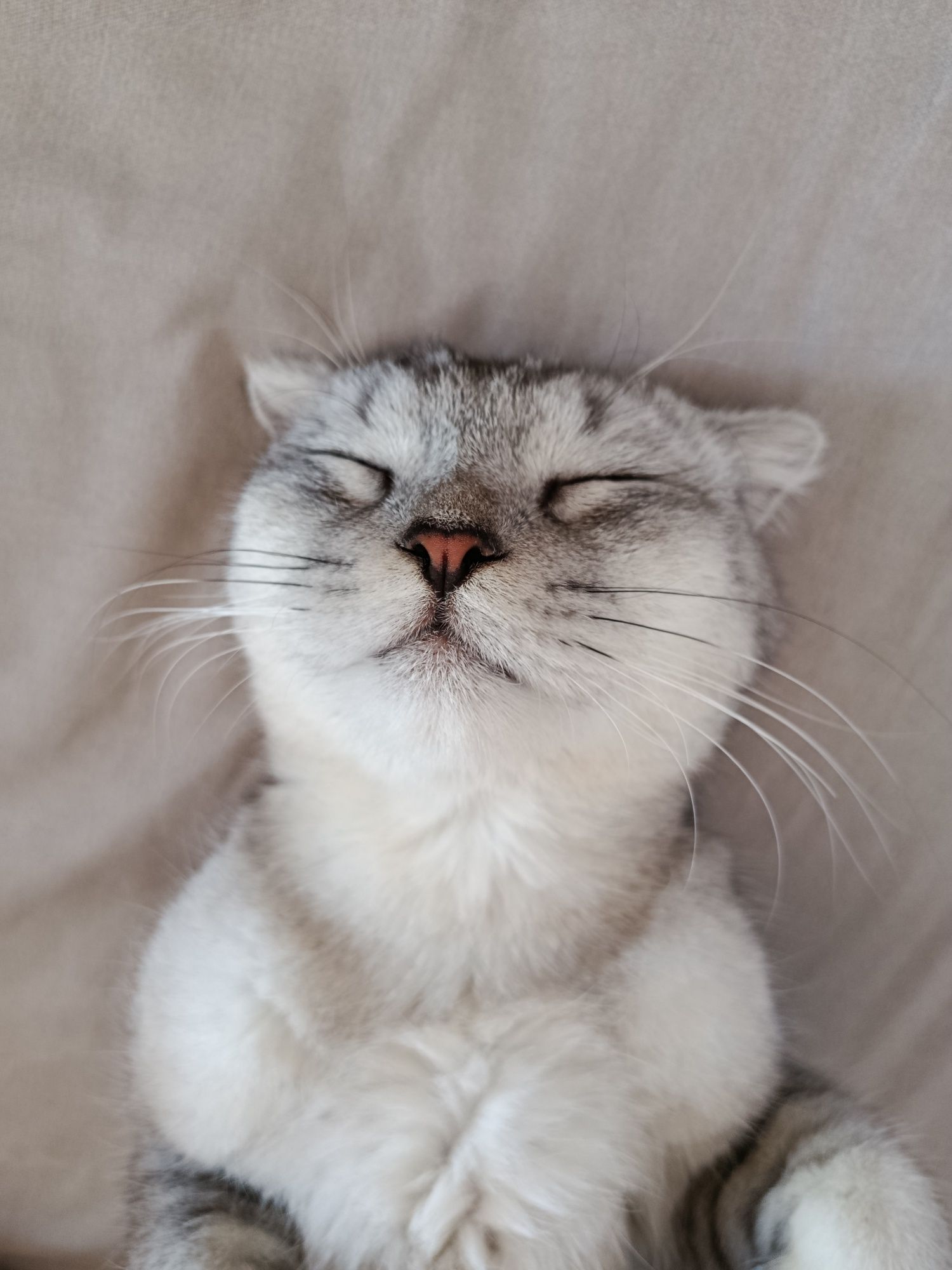 кот для вязки, 1 год коту