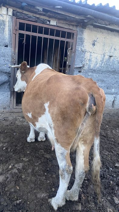 Продам 2 коровы.в городе Семей звонит по телефону по телефону.звонить