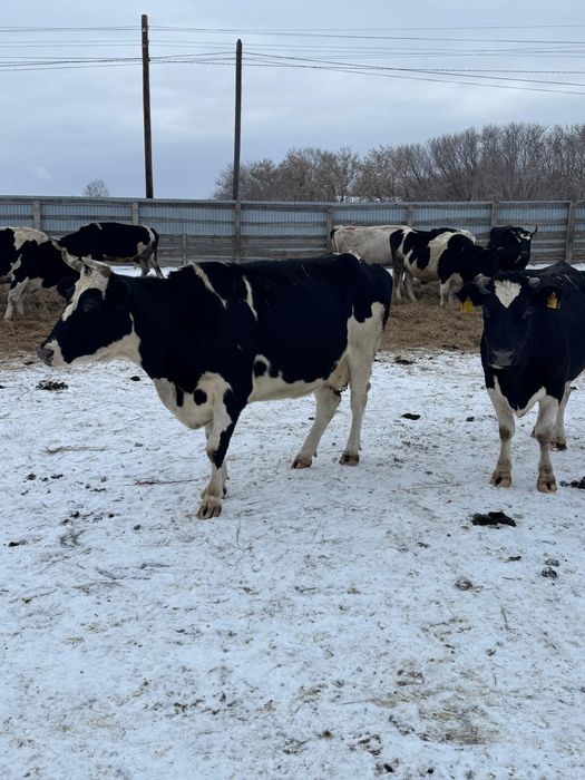 Продам коров и нетелей!