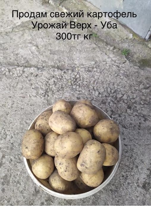 Продам Продам картошку верх уба