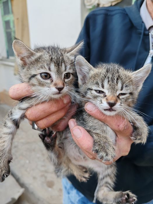 Котята отдам даром в добрые руки