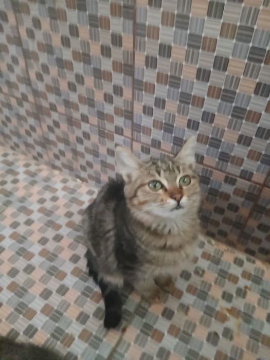 Mushuk bervoramiz bepulga