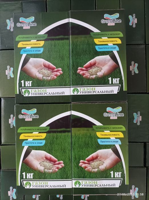 Gazon urugʼi  maysa chim