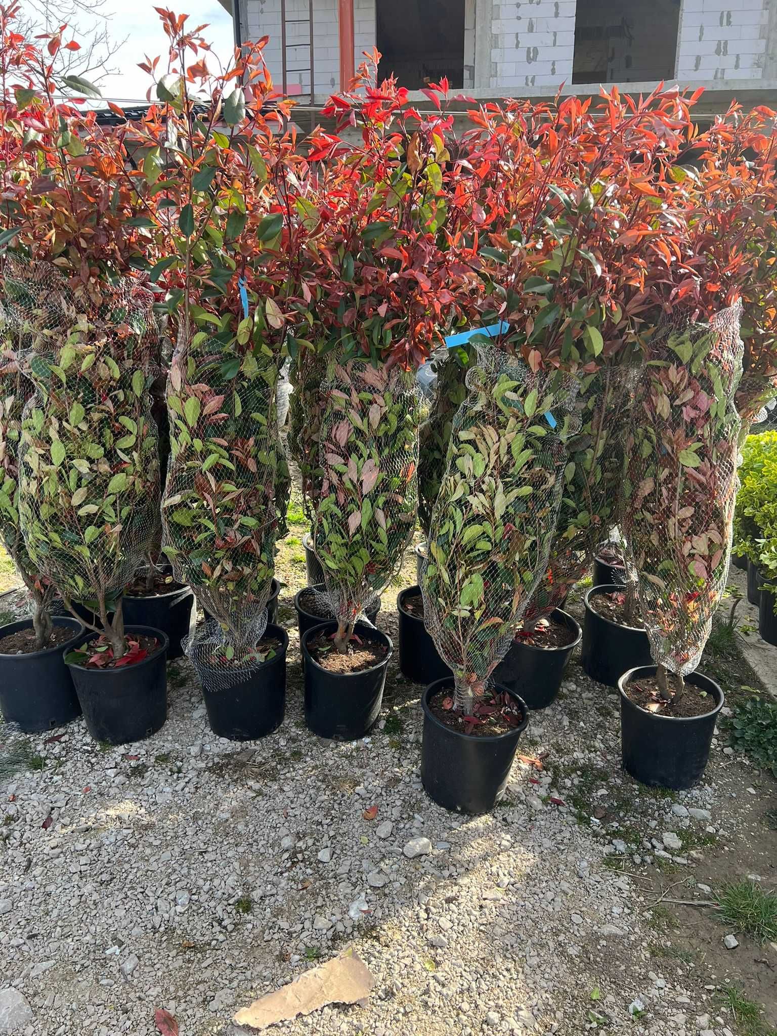 Grădina ta merită cele mai frumoase plante decorative