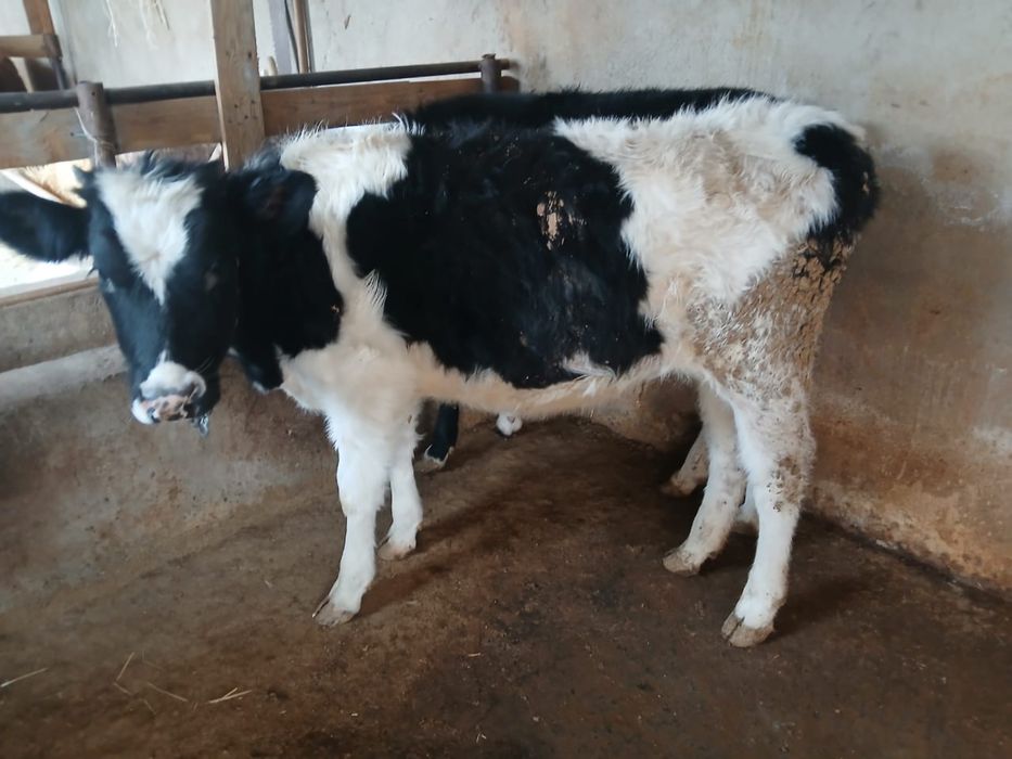 Телята ұрғашы 4штук еркек 1штук