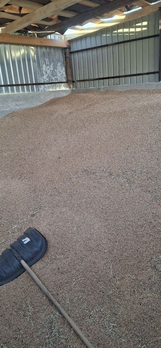 Vând grâu producție 2025!