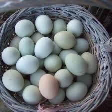 Oua de consum de casa