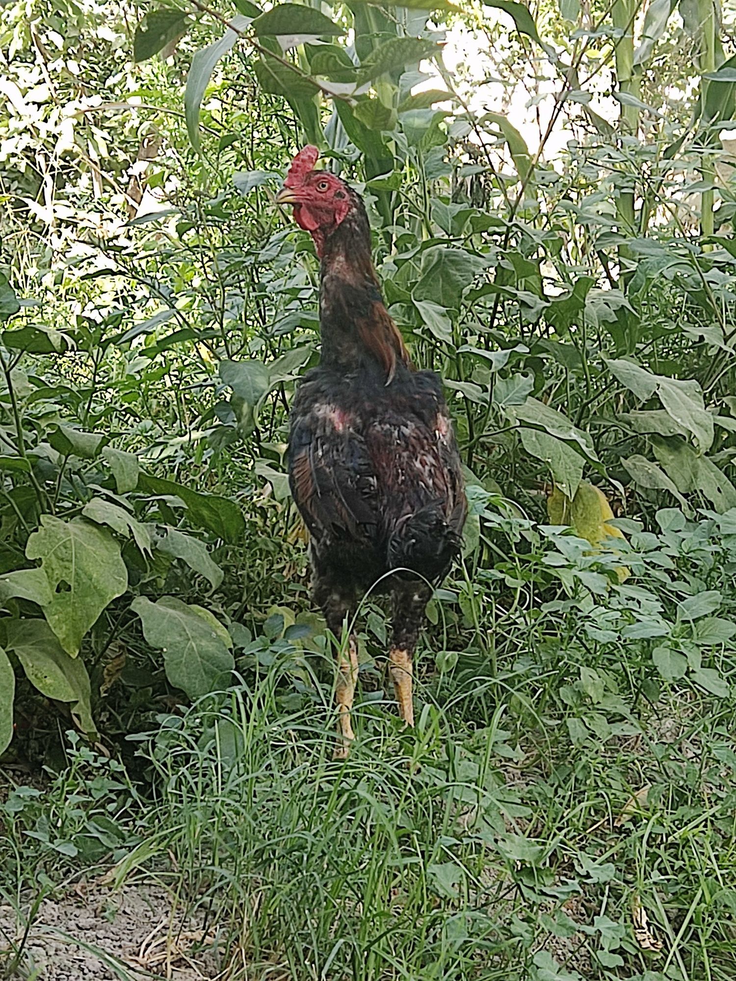Dakan xoʻroz sotiladi