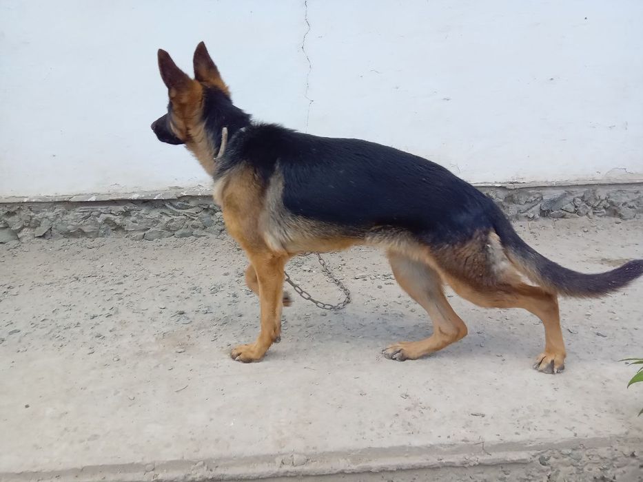 6 ойлик урғочи немецкий овчарка сотилади