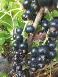 De vînzare coacăze negre