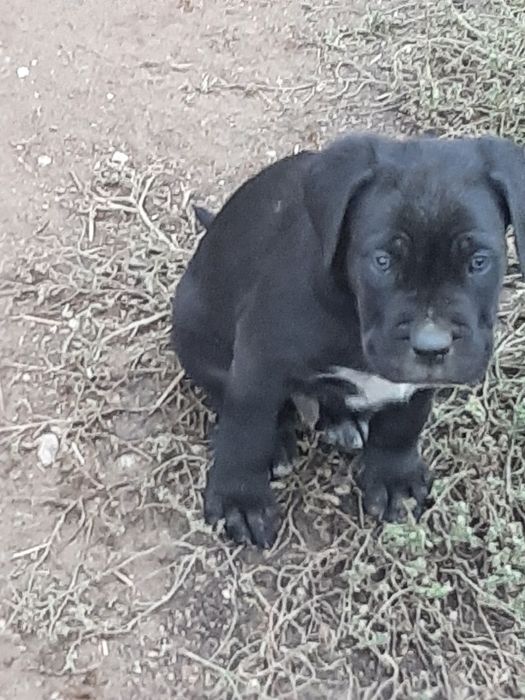 Mascul cane corso 2 luni