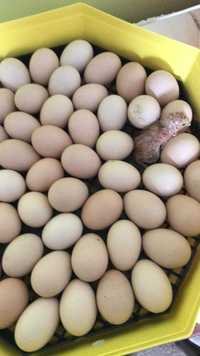 Ouă Australorp negru pentru incubat