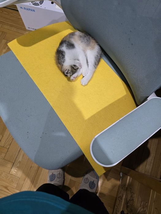 Котята вислоухие