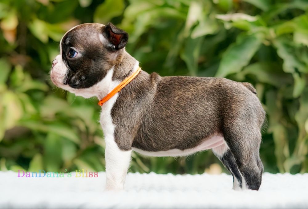 Boston terrier cu pedigree - fetita