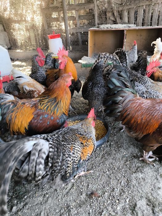 Cocosi Araucana si Rhode Island