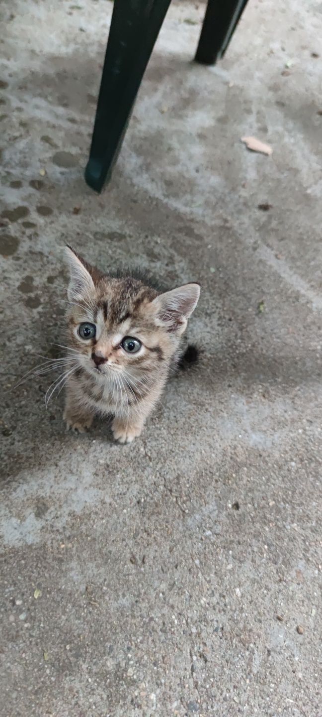 Подарявам мъжко коте