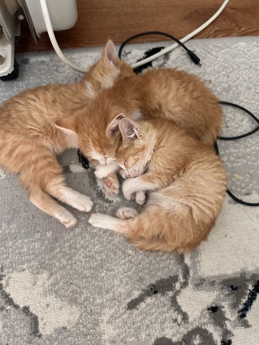 Отдам даром в хорошие руки три кота девочки недавно родились мама умер