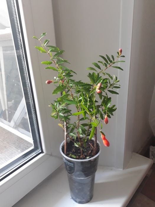 Комнатный гранат-неприхотливое растение.