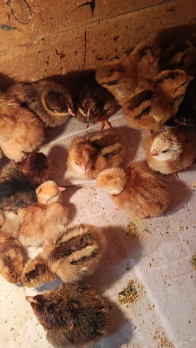 Жўжалар Корея Хан ҳеяп