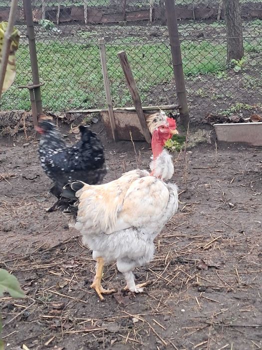 Găini golașe moțate 1+1